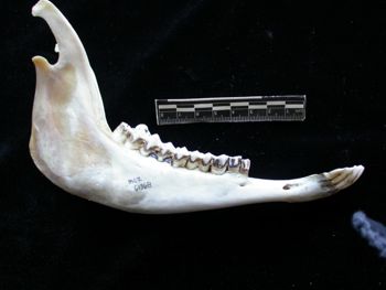 Media type: image;   Mammalogy 61368